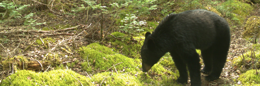 An american black bear