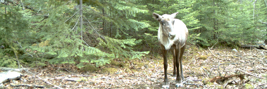 A woodland caribou