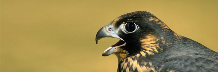 A peregrine falcon