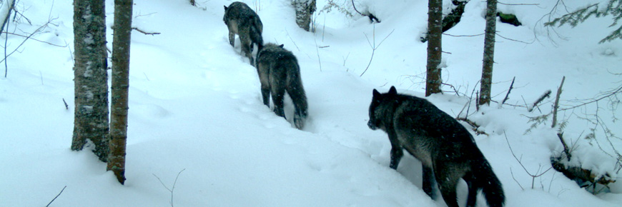 Three wolves