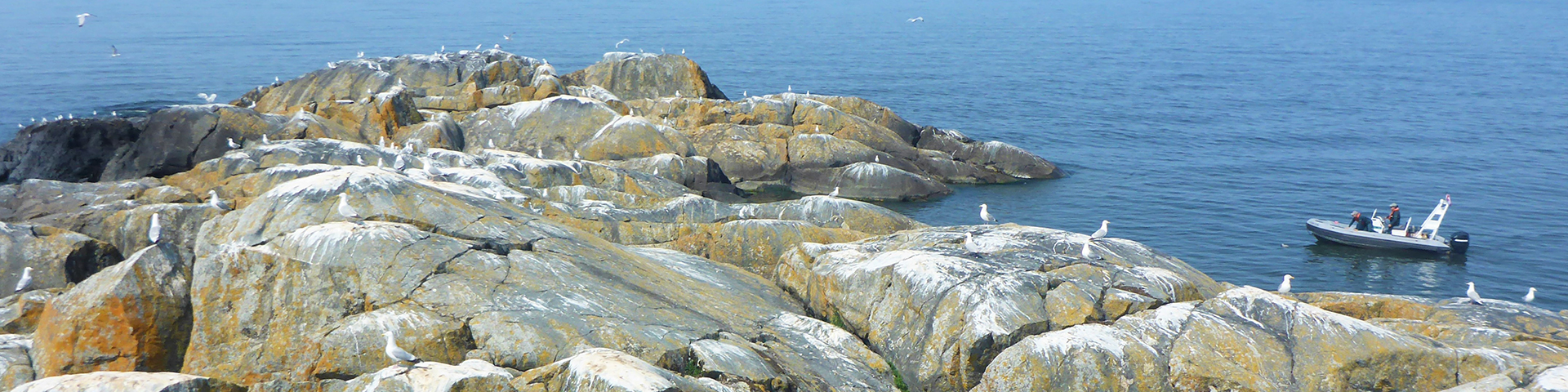 Resource Conservation staff prepare to land at a Herring Gull nesting colony to check remote cameras in 2018.