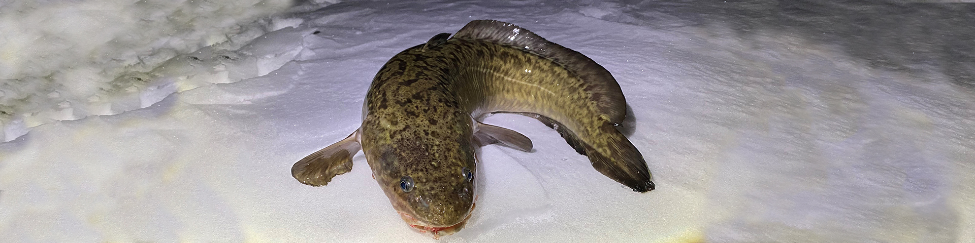 Adult burbot lying on the snow 