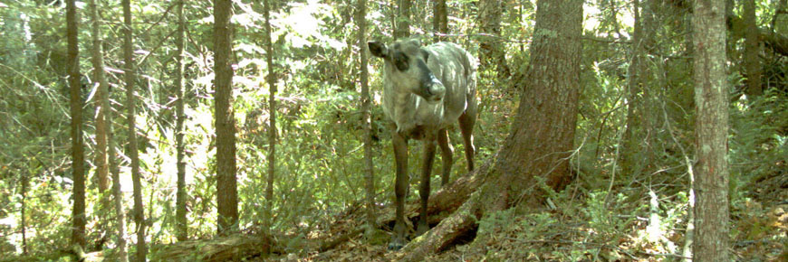A caribou in the forest.