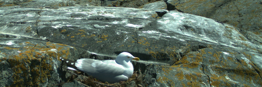 A herring gull on a rock.