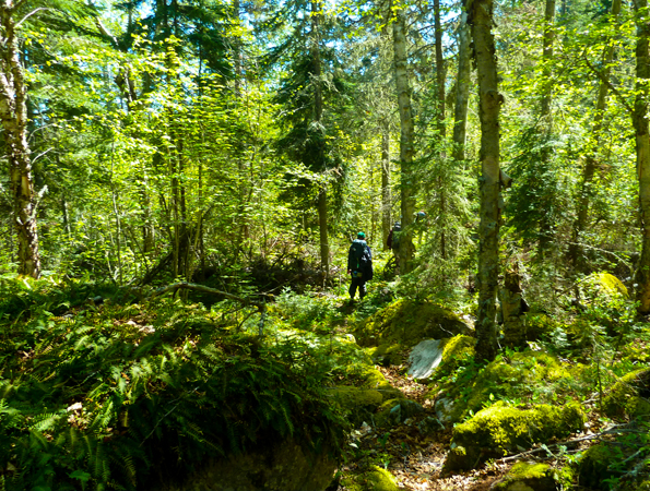 Inland, on the Coastal Hiking Trail. 