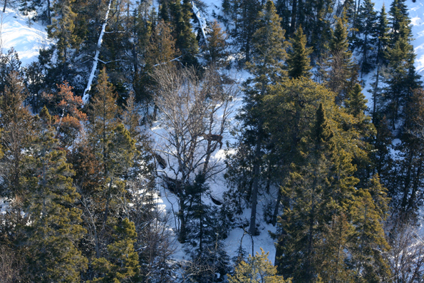 Aerial photograph of a caribou taken during the 2009 survey