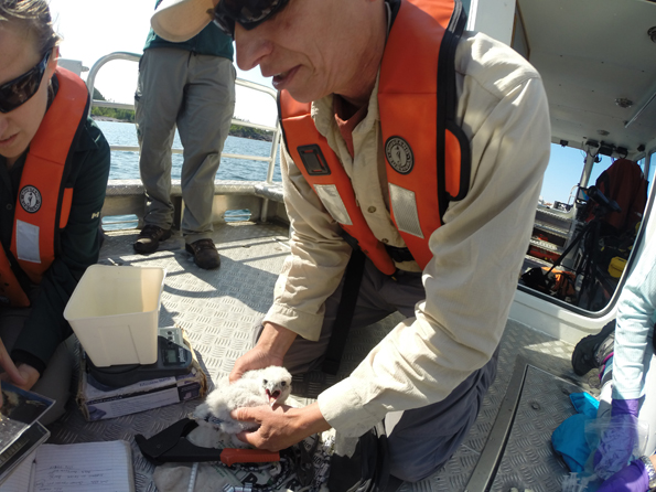 Handling the Peregrine chicks to take measurements and attach leg bands.
