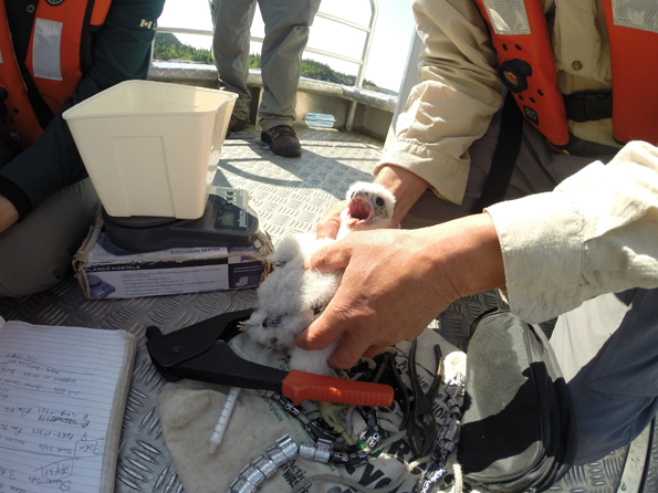 Handling the Peregrine chicks to take measurements and attach leg bands.