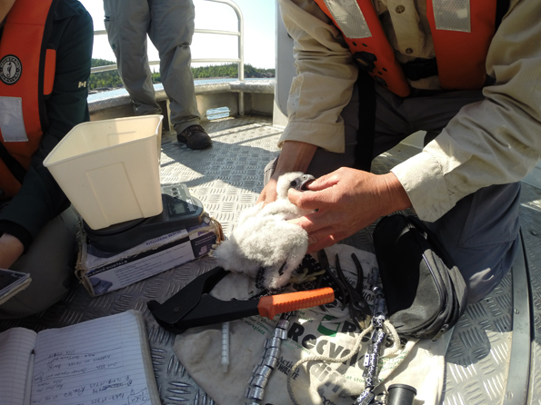 Handling the Peregrine chicks to take measurements and attach leg bands.