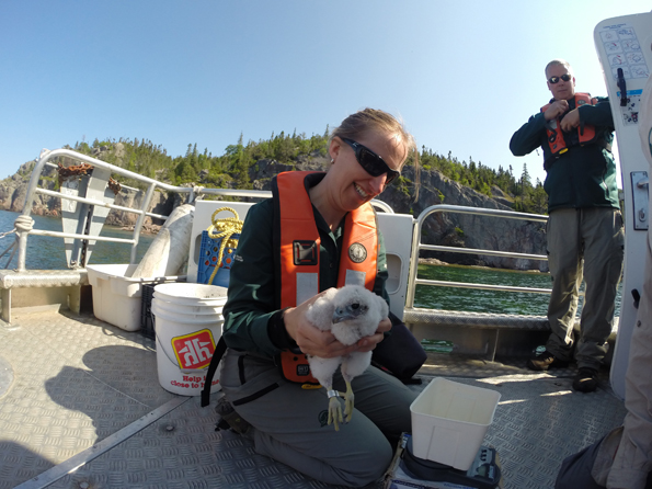 Handling the Peregrine chicks to take measurements and attach leg bands.