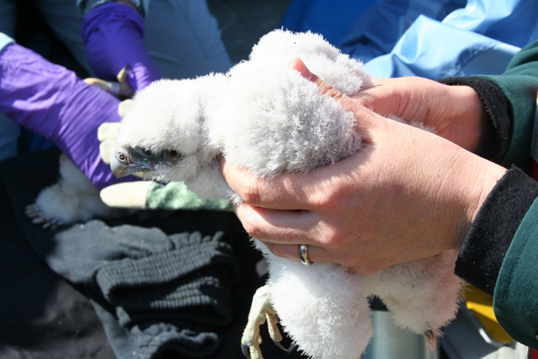 Handling the Peregrine chicks to take measurements and attach leg bands.