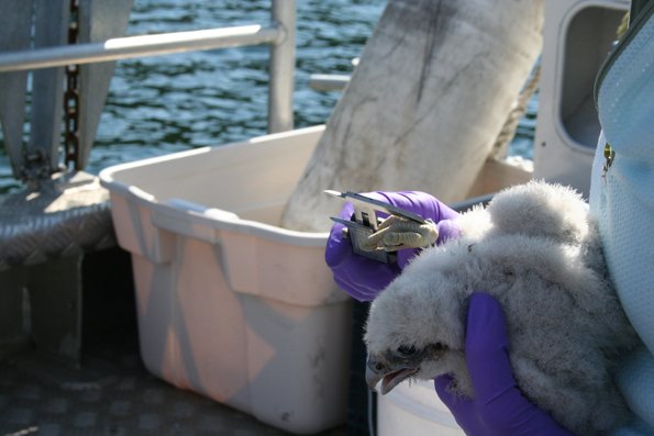 Handling the Peregrine chicks to take measurements and attach leg bands.