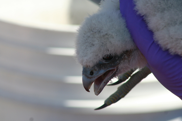 Close up of a peregrine chick face.