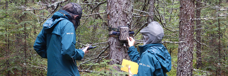 Le personnel de Parcs Canada a installé un dispositif d’enregistrement automatisé en juin pour recueillir des données sur les espèces d’oiseaux nicheurs.