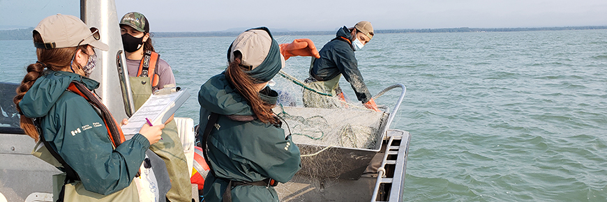 Parks Canada and Ministry of Northern Development, Mines, Natural Resources and Forestry staff netting Lake Sturgeon on Black Bay in August 2021.
