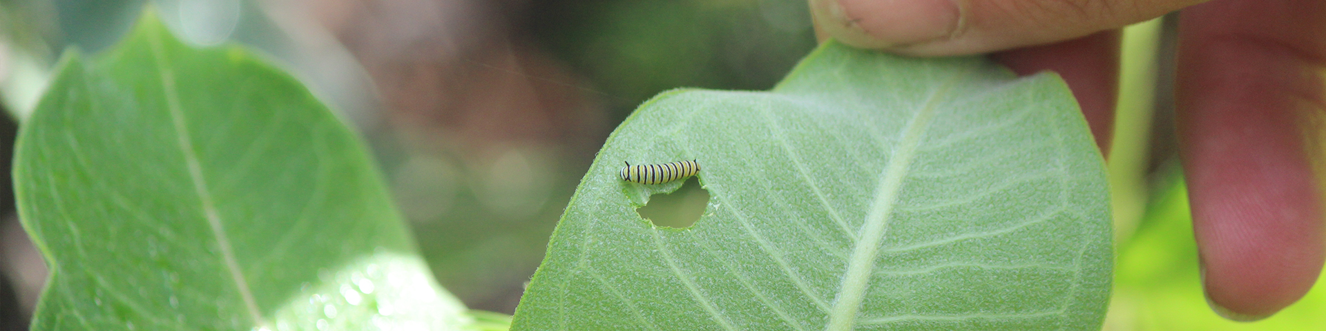 A young monarch caterpillar in the meadow at Fort St. Joseph