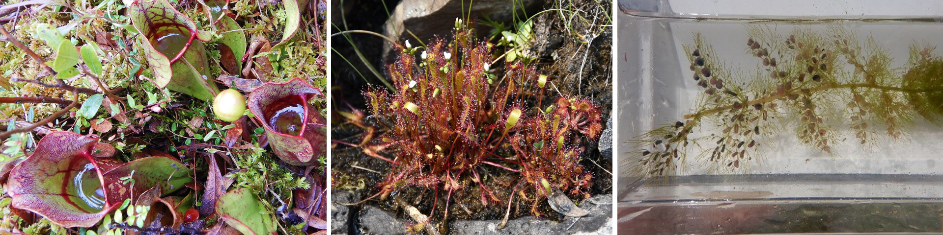 Carnivorous plants of Lakes Superior National Marine Conservation Area from left to right: Purple Pitcher Plant, Great Sundew, and Common Bladderwort.