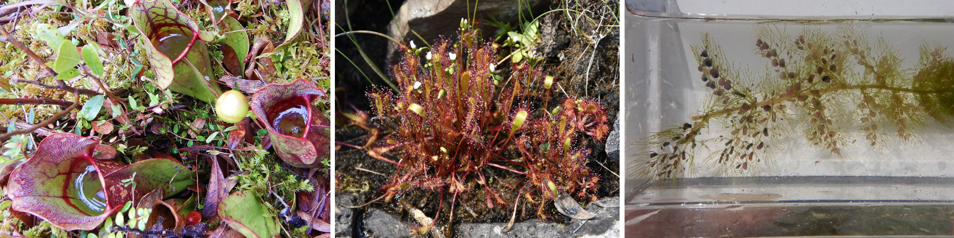 Plantes carnivores de l’aire marine nationale de conservation du Lac-Supérieur, de gauche à droite : sarracénie pourpre, rossolis d’Angleterre et utriculaire vulgaire.