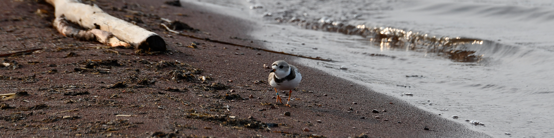 Piping Plover at Wolf River sand spit