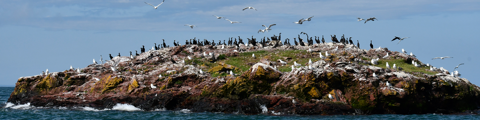 Gull and cormorant colonies on Druid Rock, Lake Superior National Marine Conservation Area