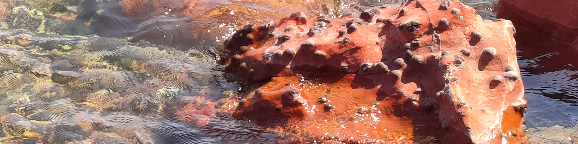 “Thunder eggs” on a block of rhyolite