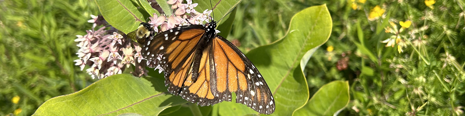 Papillon monarque sur l’ asclépiade commune