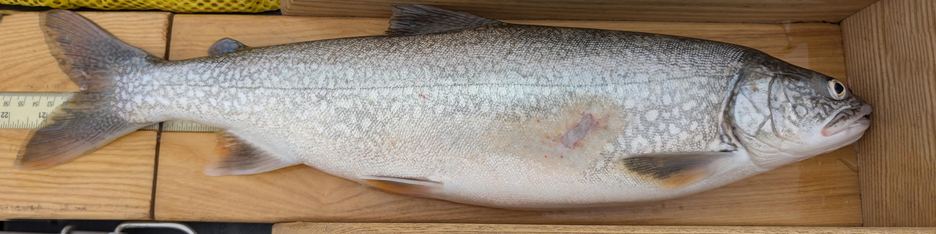 Measuring a fish