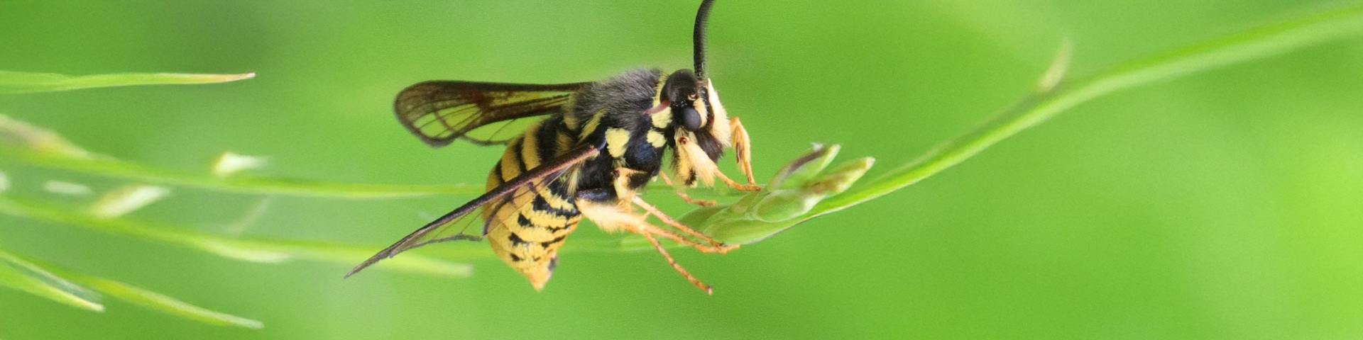 Hornet Clearwing Moth