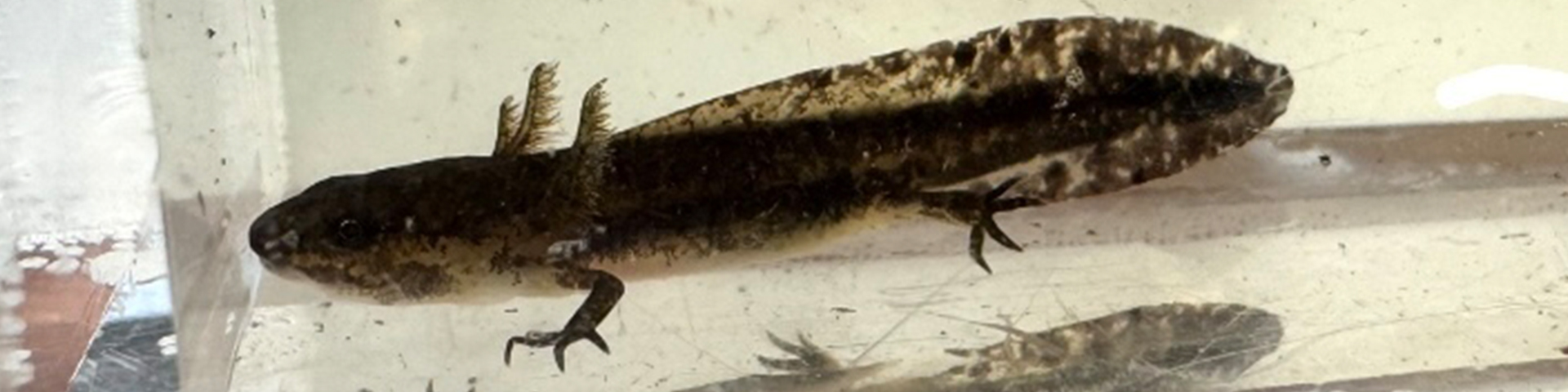 Mole Salamander