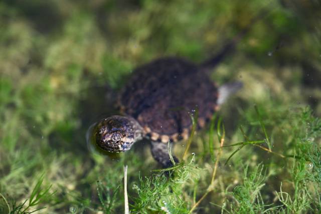 Une petite tortue mouchetée nage dans une eau claire entourée de plantes aquatiques vertes.