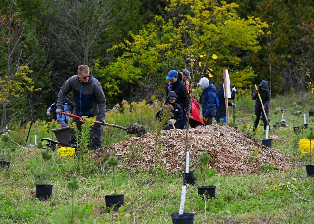 Un groupe de personnes, dont des enfants, plantent des arbres et répandent du paillis dans un champ herbeux avec des arbres en arrière-plan.