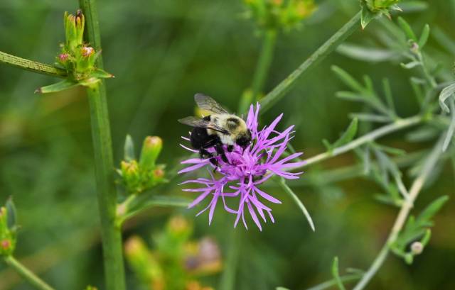 Une abeille sur une fleur violette entourée de feuillage vert.