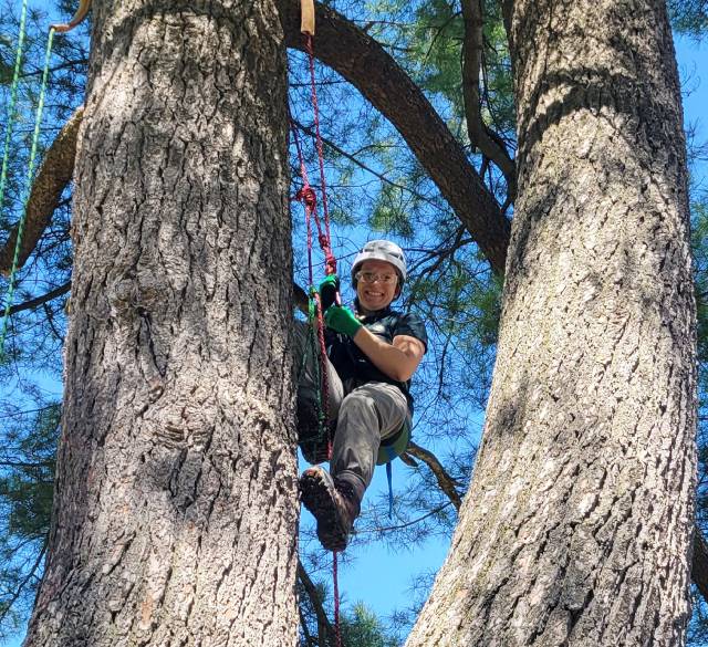 Une personne portant un casque et des gants grimpe entre deux grands arbres à l'aide de cordes.