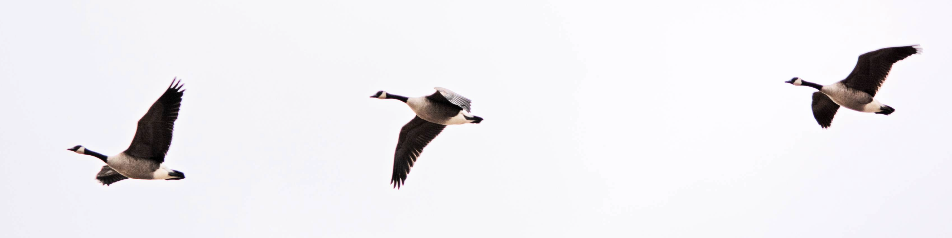 Three Canada geese in flight against a white background, wings spread wide.