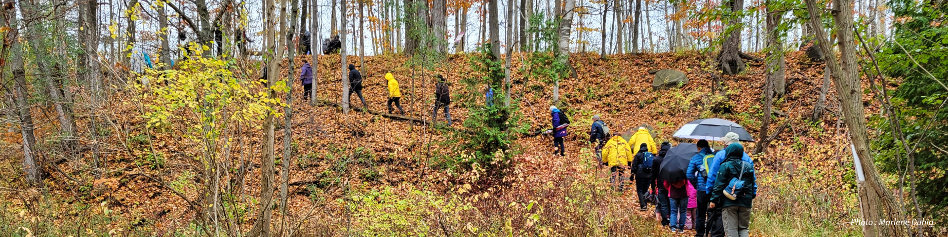 People in colorful jackets and umbrellas walk through a leaf-covered forest during a fall guided tour at Rouge National Urban Park.