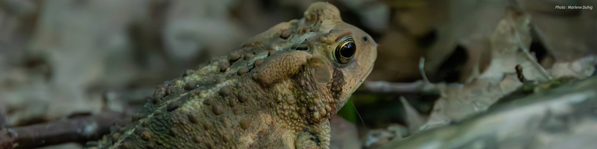 A close-up of a frog with bumpy brown and green skin, camouflaged among leaves and twigs.