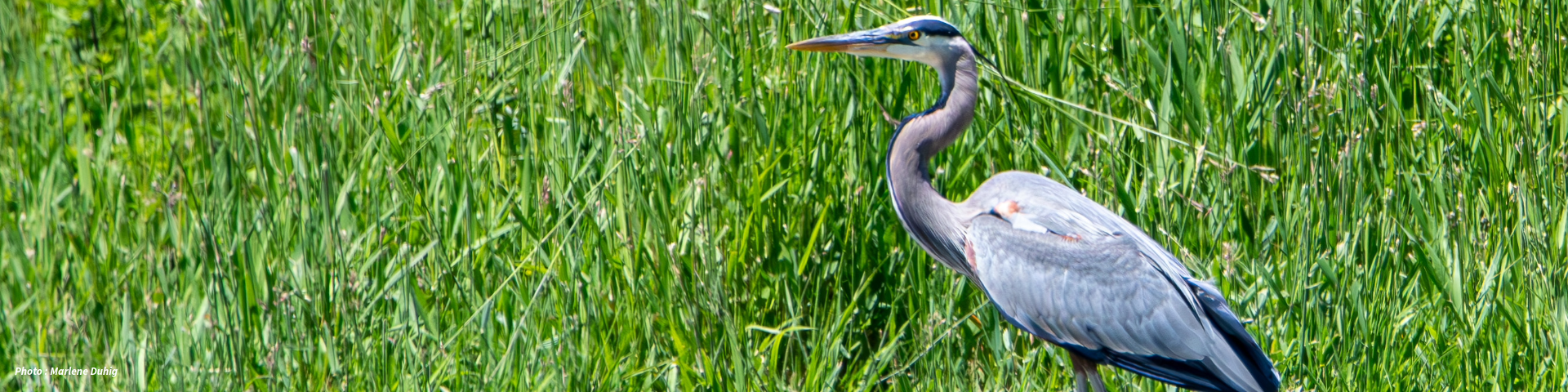 A great blue heron stands in tall green grass, looking to the right. Photo by Marlene Duhig.