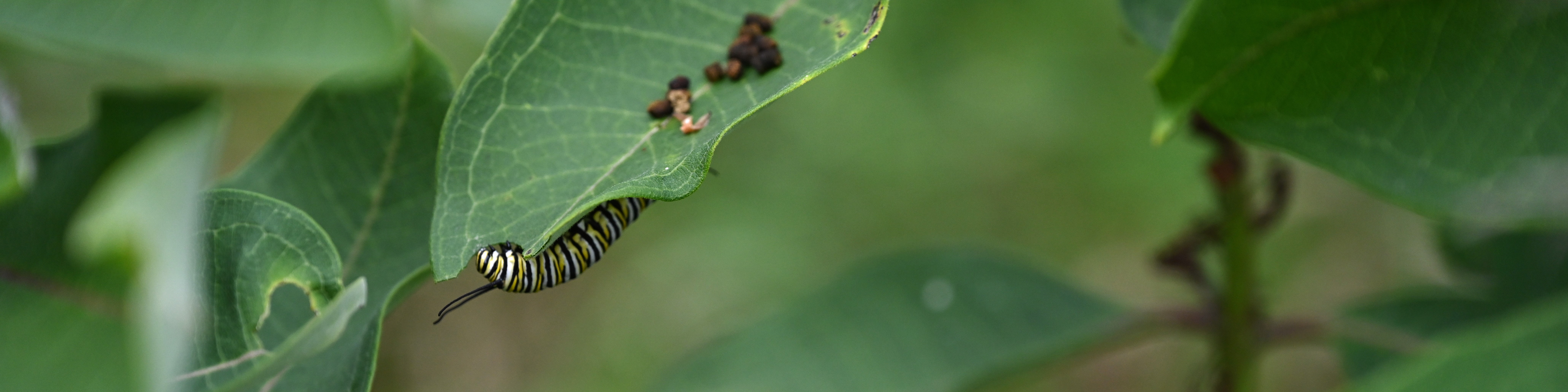 Un gros plan d'une chenille Monarque se nourrissant sur une feuille verte, avec de petites crottes sombres visibles.