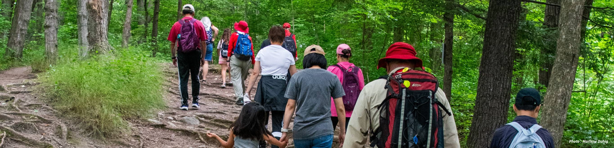 A group of people hiking on a forest trail surrounded by trees and greenery, walking away from the camera.
