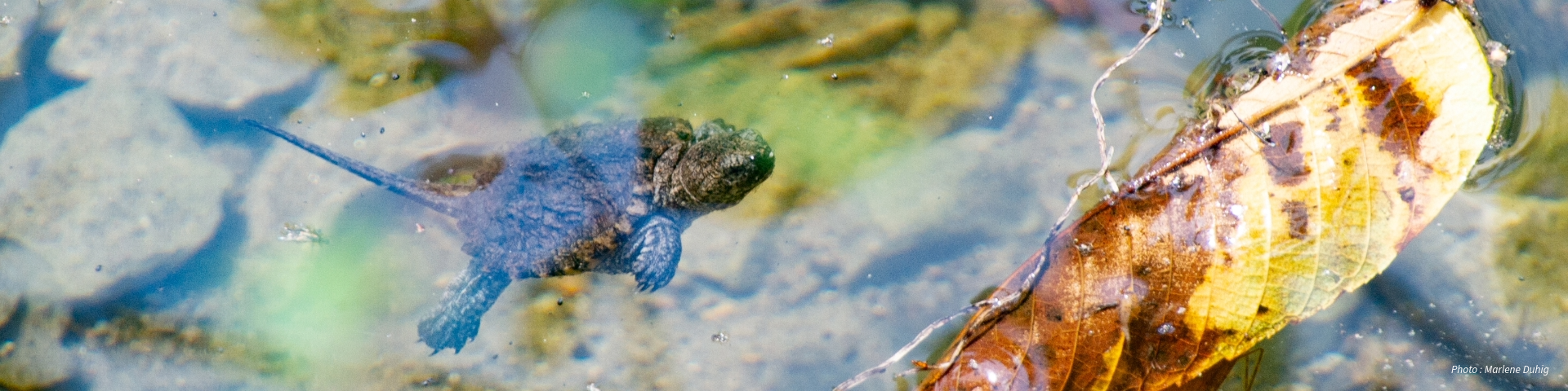 A small turtle swimming underwater near a large, partially submerged leaf, with a clear view of the rocky bottom.