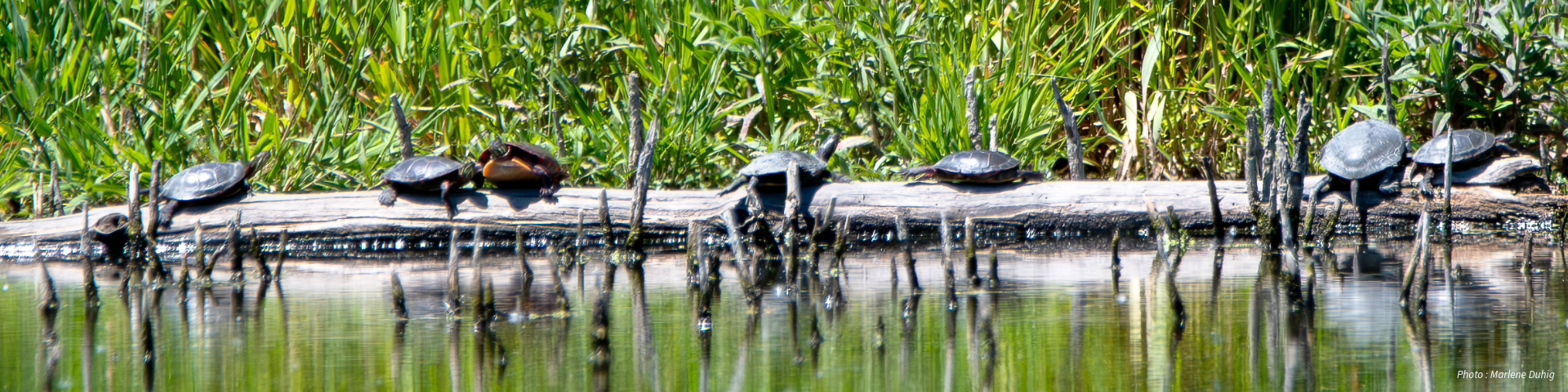 Several turtles are basking on a log in a pond surrounded by green vegetation.