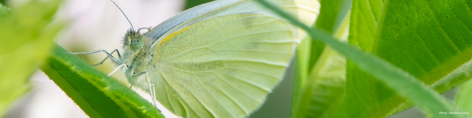 A pale green butterfly with fine veins and yellowish hues rests on a leaf, surrounded by lush green foliage. Photo: Marlene Duhig.