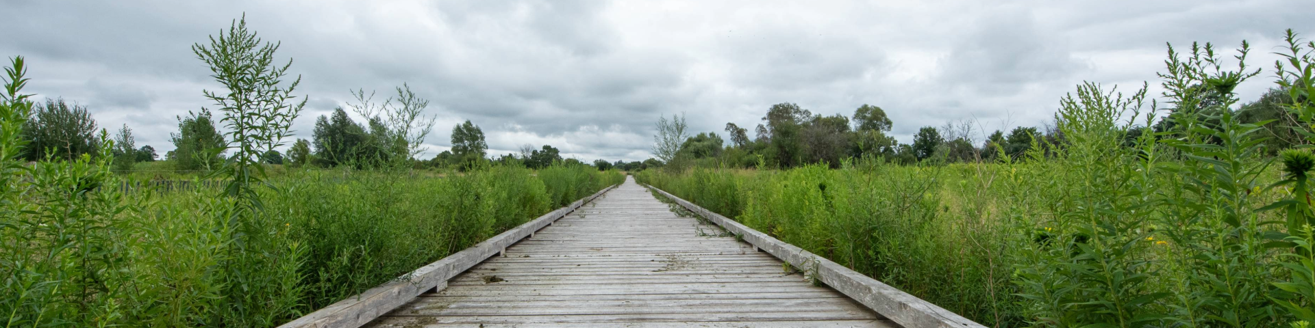 A wooden boardwalk stretches into the distance, surrounded by tall green vegetation under an overcast sky.