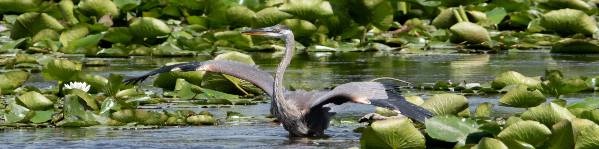 A blue heron stands in the water with wings outstretched, surrounded by green lily pads and vegetation in Rouge National Urban Park.