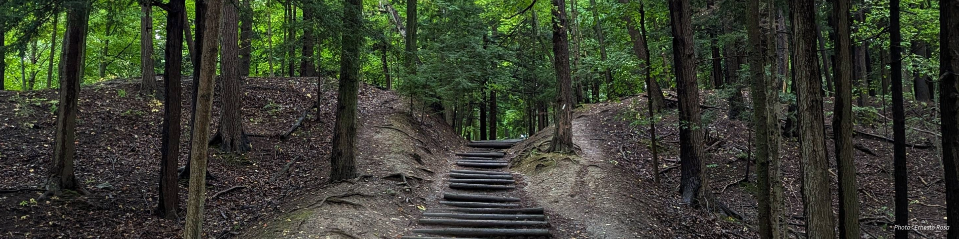 A forest path with wooden steps leading uphill, surrounded by tall trees and green foliage.