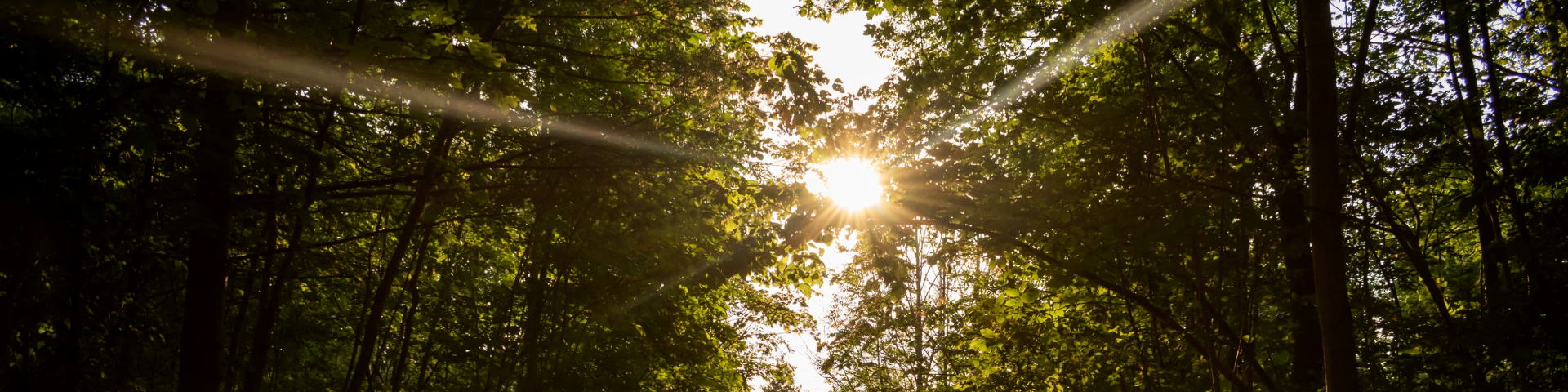 Sunlight shines through the trees in Rouge National Urban Park, lighting up the green forest.