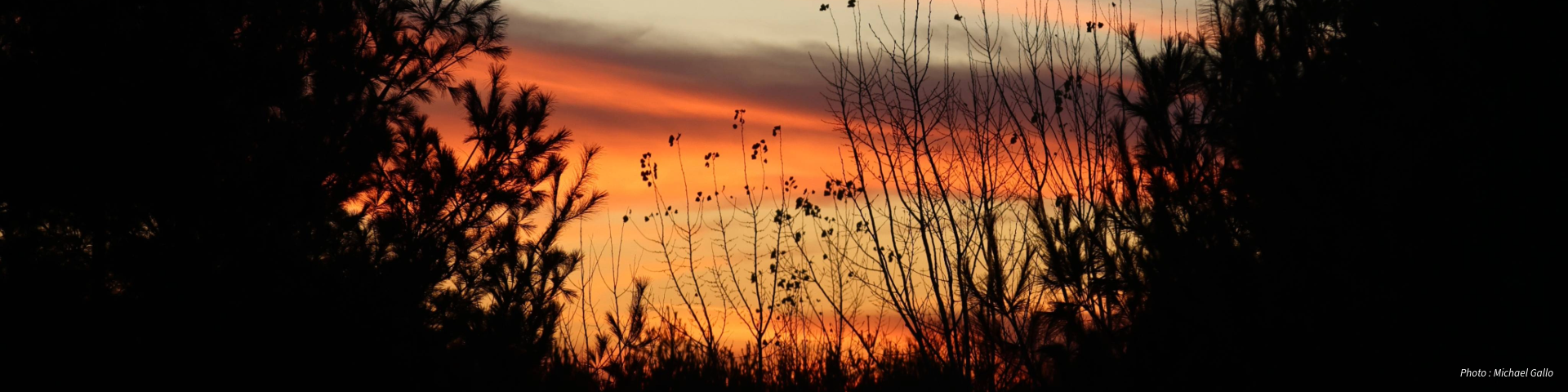 A sunset sky in shades of orange, pink, and purple with silhouetted trees in the foreground. Photo: Michael Gallo.