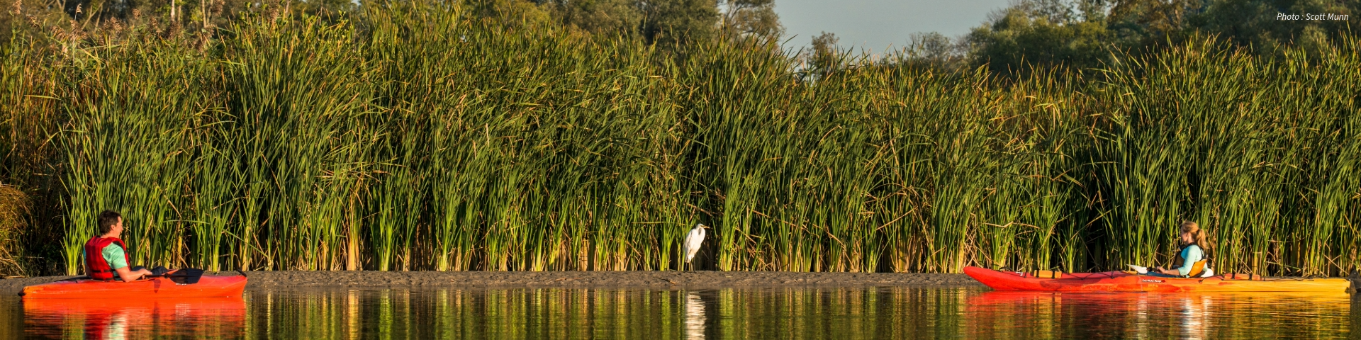 Two people in red kayaks face each other on calm water, with tall green reeds and a Great Egret on the shore in the background. Photo: Scott Munn.