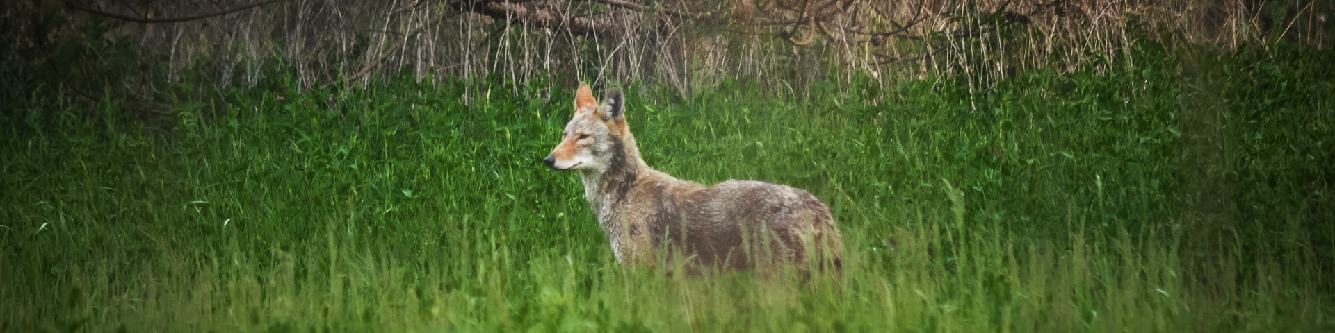 A coyote standing in a lush green field with tall grass and dense vegetation in the background.