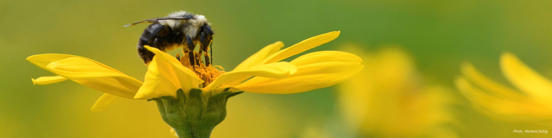 Un gros plan d'une abeille sur une fleur jaune, récoltant du nectar, avec un arrière-plan flou vert et jaune. Photo : Marlene Duhig.